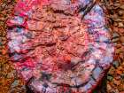 Red-blue-orange petrified wood-Visitor Center-Petrified Forest National Park-Arizona Art Print